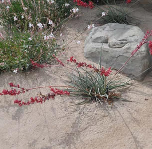 Simi Valley Library Demonstration Garden Plants